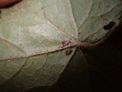 Phytomyza tigris