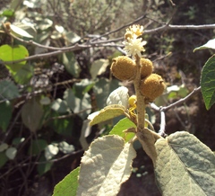 Croton ruizianus