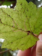 Phytomyza tigris