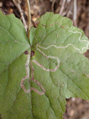 Phytomyza tigris