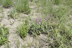 Pelargonium reniforme