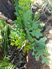Cussonia paniculata