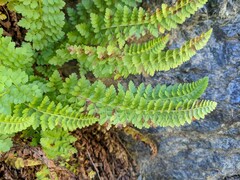 Polystichum lemmonii
