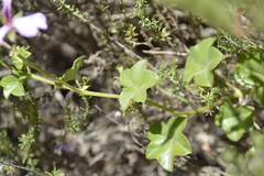 Pelargonium peltatum