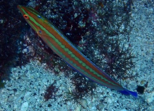 African coris (Coris atlantica) — Labridae — 4