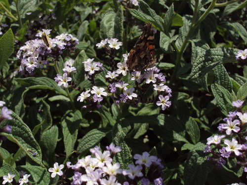 Image of Heliotropium arborescens by (c) GREGORY ANTHONY PAUCA TANCO, some rights reserved (CC BY)