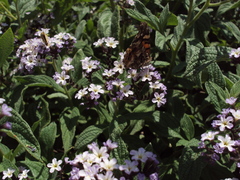 Heliotropium arborescens