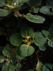 Lysimachia japonica