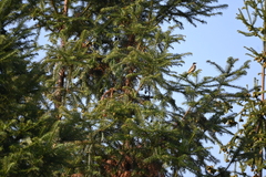 Pycnonotus xanthorrhous