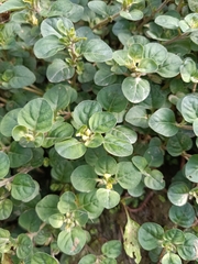 Lysimachia japonica