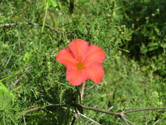 Ipomoea nationis
