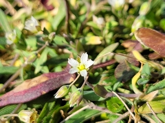 Holosteum umbellatum