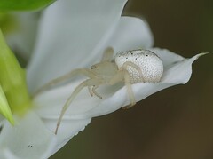 Zygometis xanthogaster