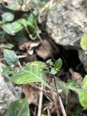 Lepidagathis inaequalis