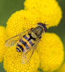 Syrphus ribesii
