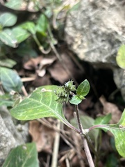 Lepidagathis inaequalis