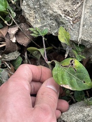 Lepidagathis inaequalis