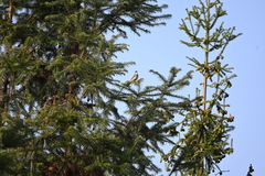 Pycnonotus xanthorrhous