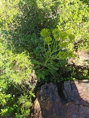Kalanchoe paniculata