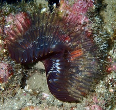 Sabellinae