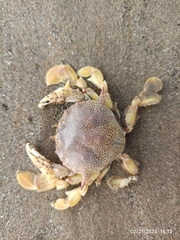 Matuta victor