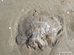 Rhopilema hispidum
