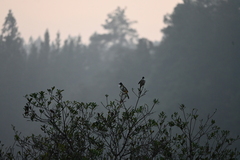 Pycnonotus xanthorrhous