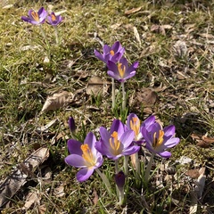 Crocus