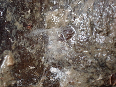 Halotydeus hydrodromus