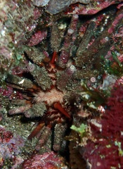 Eucidaris tribuloides