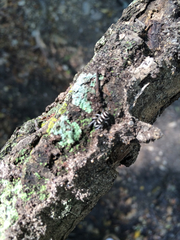 Salticus austinensis