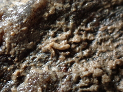 Caecum