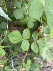 Rhynchosia volubilis