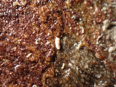 Caecum