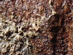Caecum