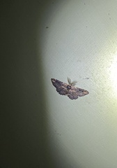 Pholodes sinistraria