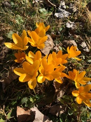 Crocus
