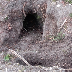 Oryctolagus cuniculus