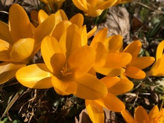 Crocus
