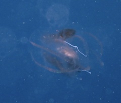 Leucothea multicornis