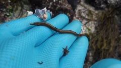 Nerophis lumbriciformis