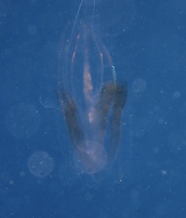 Leucothea multicornis