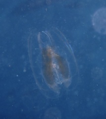 Leucothea multicornis