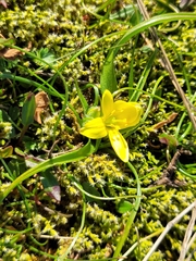 Gagea bohemica