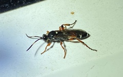 Ichneumon promissorius
