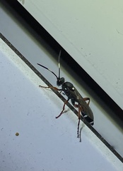 Ichneumon promissorius