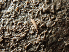 Caecum