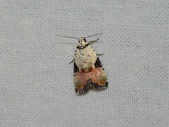 Hiccoda roseitincta