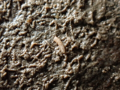 Caecum