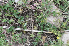 Potentilla kleiniana